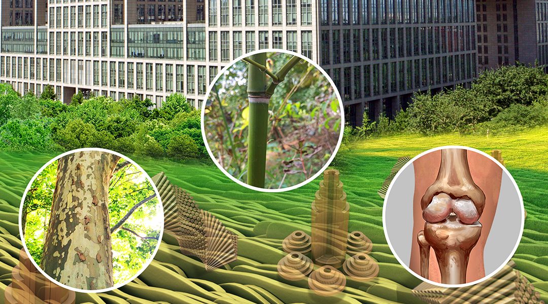 Nature-Inspired Surface and Materials Research at Beihang University