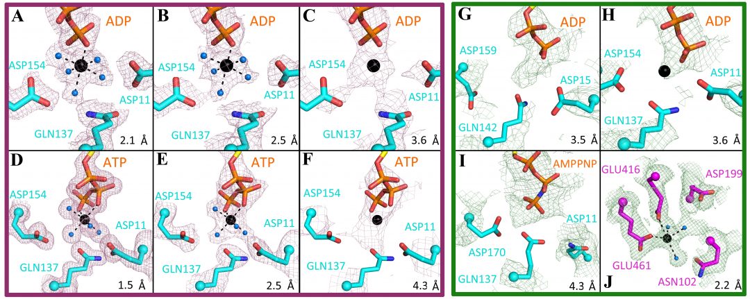 Imaging Biological Filament Systems