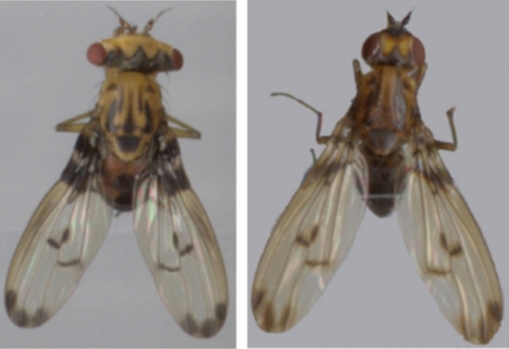 Hawaiian Drosophila: An Ideal Model System for Evolutionary Studies