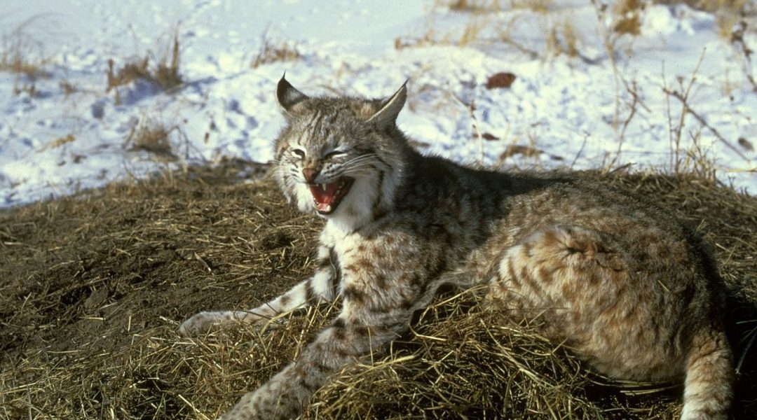 Bobcat Deaths: The New Canary in the Coalmine