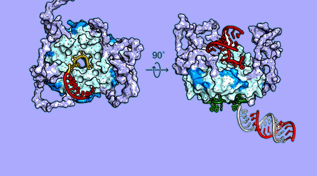 Hfq brings Speed Dating to Bacterial sRNA