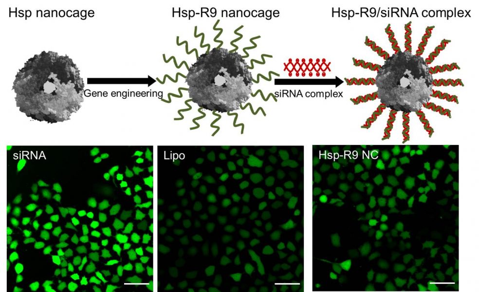 Hsp Protein Nanocages for siRNA Delivery