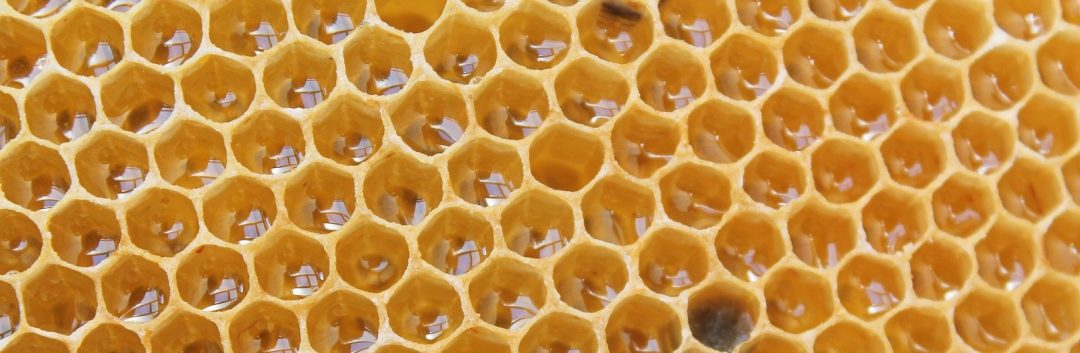 Honeycomb Lattice Increase Battery Life