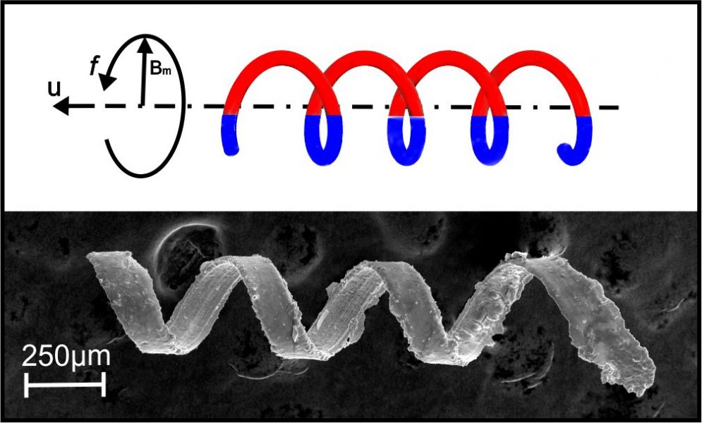 Helical Microswimmers Advanced Science News