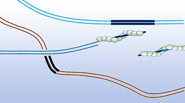 Finding the Perfect Match: Search for Homologous DNA Sequences during DNA Repair