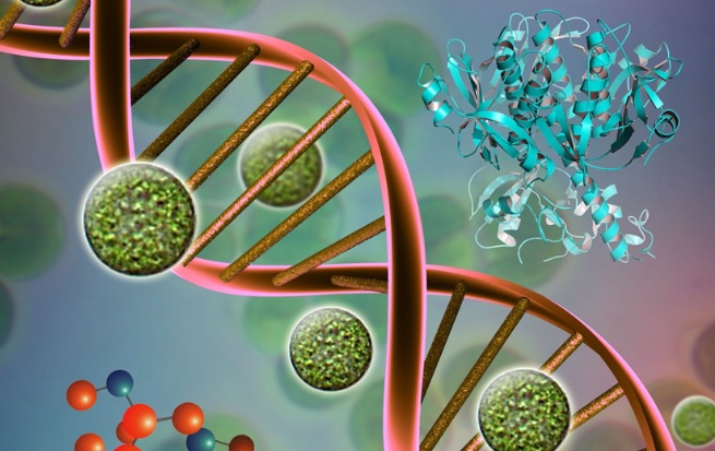 Selective Protein Immobilization without Purification