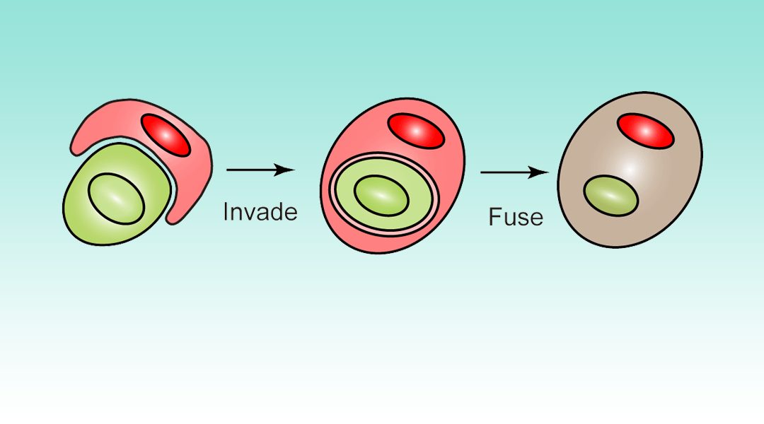 Invader Cells as Delivery Vesicles for Various Cargo Molecules