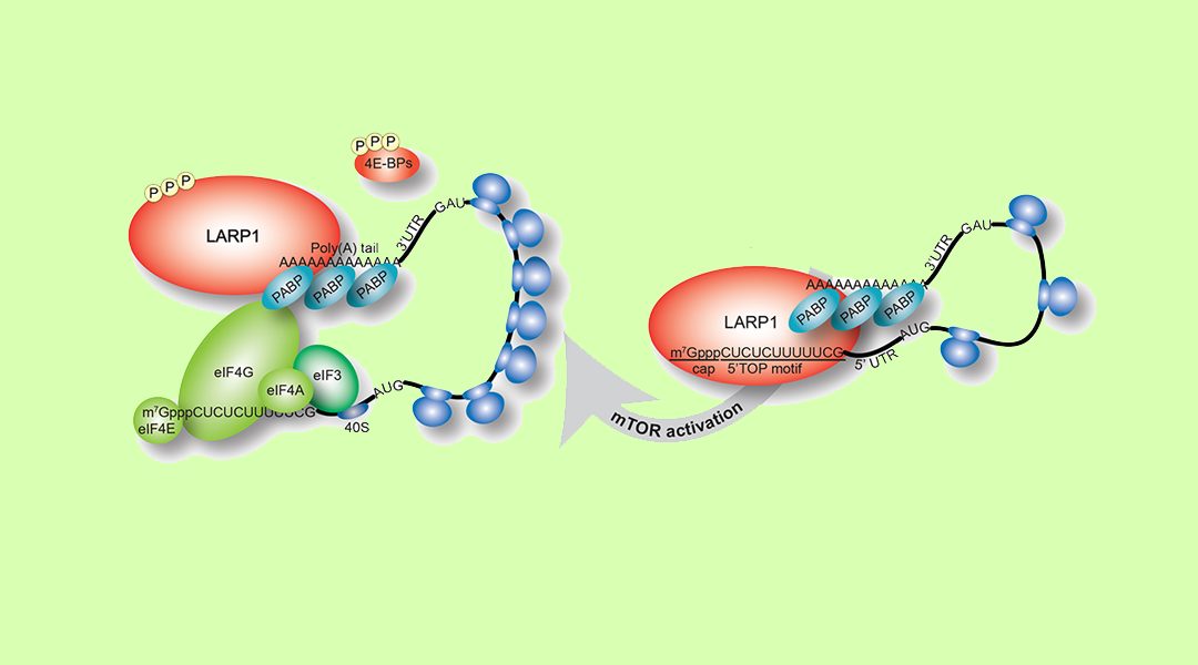 LARP1 on TOP of Ribosome Production