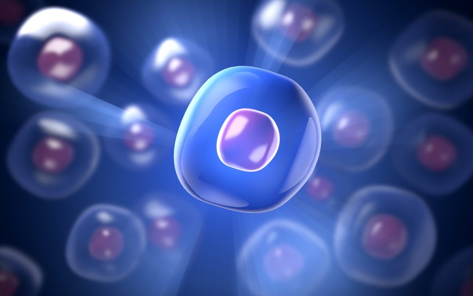 What is a Stem Cell?