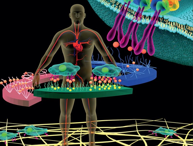 Cover Art: Cytokine Delivery & Multivalent Integrin-binding Ligands