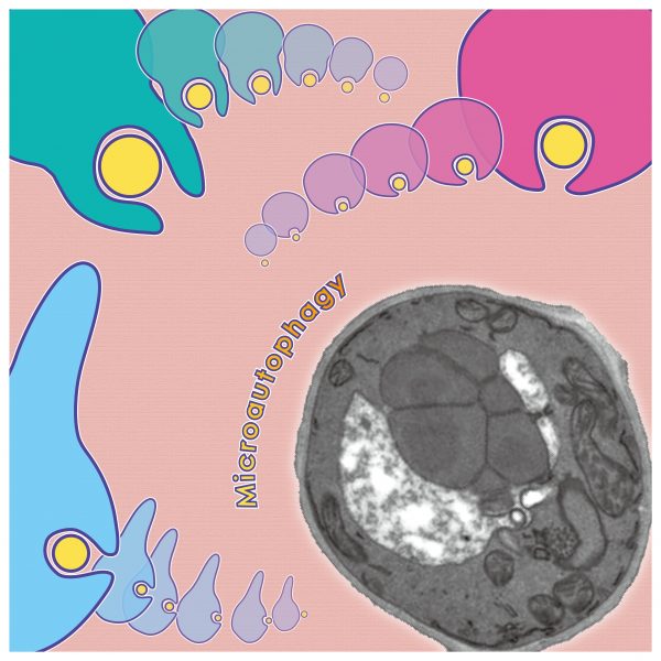 Disassembly at the Micro-Scale: Classification of Three Distinct Types of Microautophagy