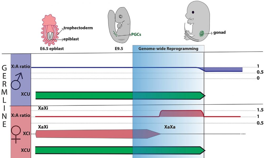 Mammalian X Chromosome Dosage Compensation in the Germ Line