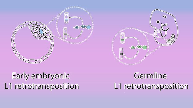 Copy and Paste Genome: A Closer Look at Heritable L1 Retrotransposition