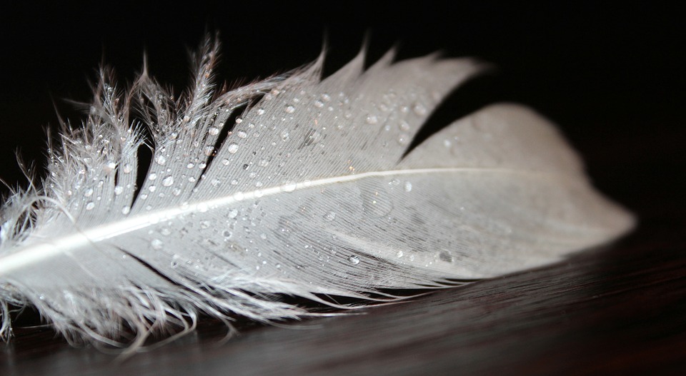 A wet feather