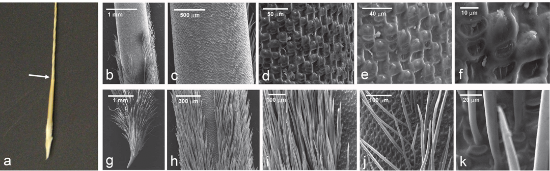 Humidity-Driven Motility in Feather Grass Awns