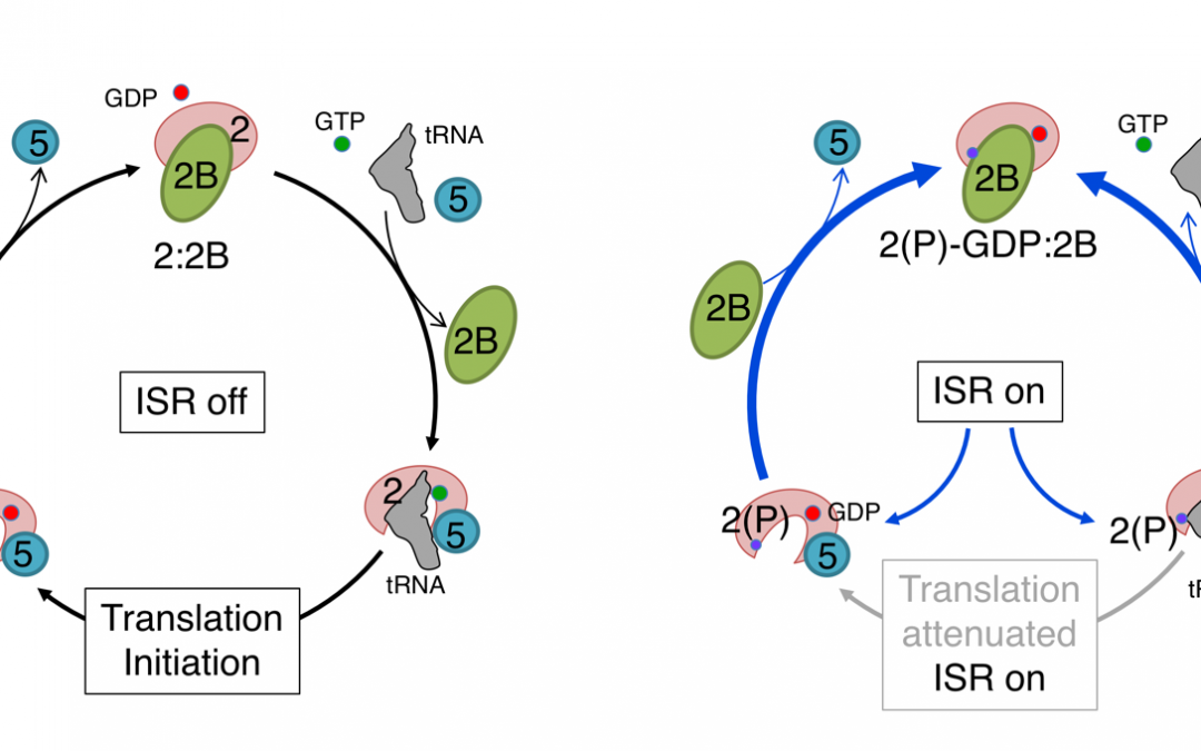 Control of Protein Synthesis During the Integrated Stress Response