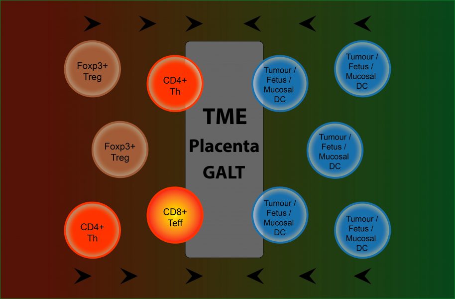 From Microbes and Fetal Allografts to a Better Understanding of Cancer Immune Tolerance