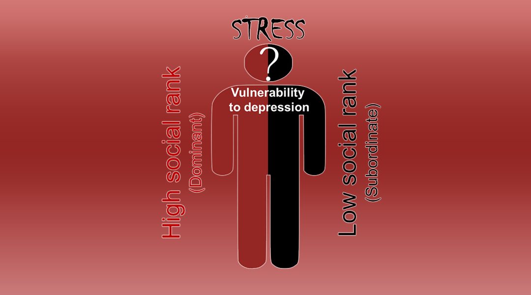 Why Dominant Individuals are More Vulnerable to Develop Stress-Induced Depression