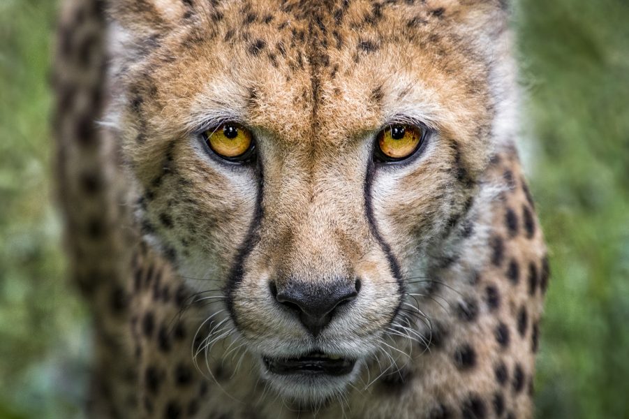 Uncontrolled Tourism is Harming Cheetahs