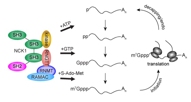 Expanding The Gene Expression Repertoire By RNA Recapping