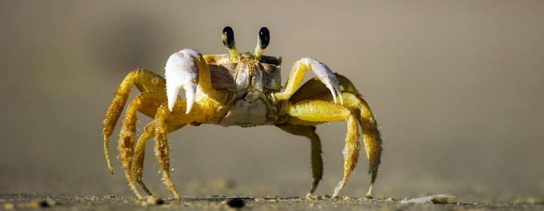 Plastic from Crab Shells and Trees