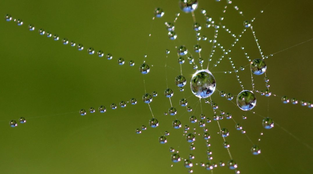 Water droplets on a spider's web