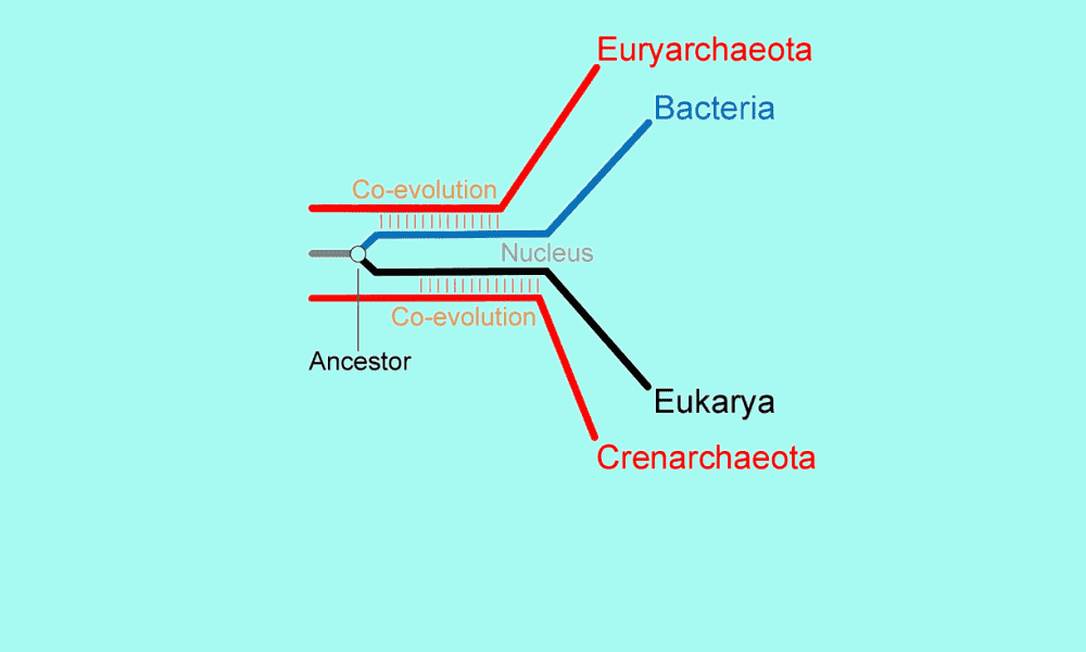 Evolution of the Three Domains of Life The ArchaeaFirst Hypothesis