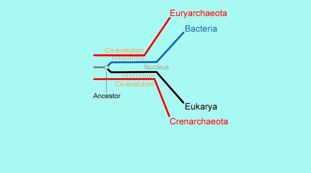 Evolution of the Three Domains of Life: The Archaea-First Hypothesis