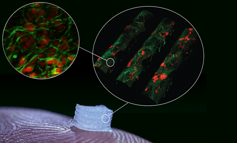 Building Scaffolds: 3D Printed Spinal Cord Repair