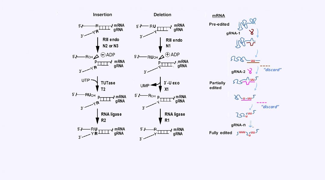 Insights Into The Control Of Trypanosome Editing