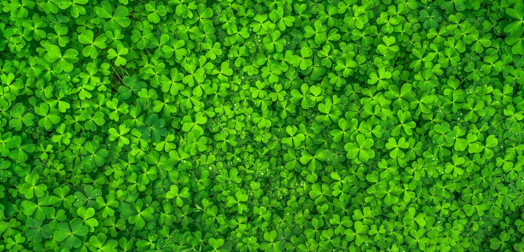 Green Clover Leaves