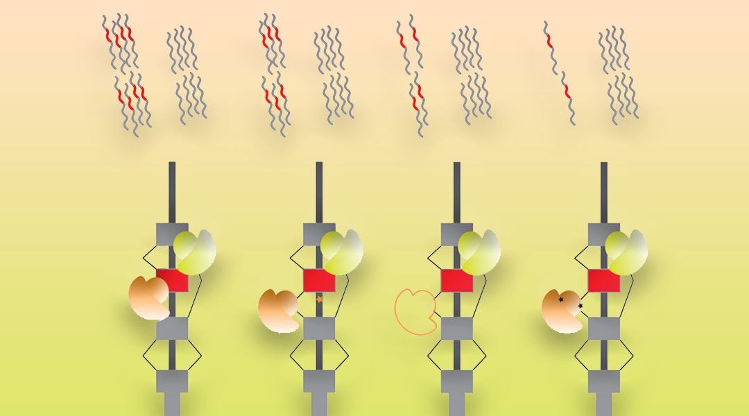 Environmental Influences On RNA Processing: Regulators Of Cellular Response