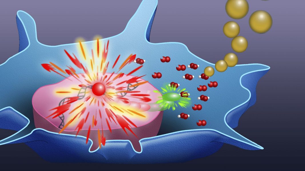 Monitoring Reactive Oxygen Species in Cells and Tissue [Video]