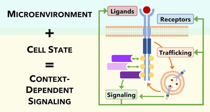 Context-Dependent Regulation of Receptor Tyrosine Kinases