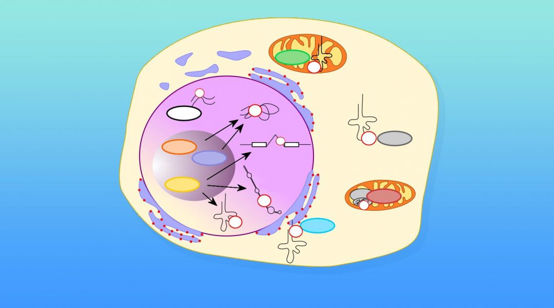 Methylated Cytosine: A Promising Regulator of RNA Function?