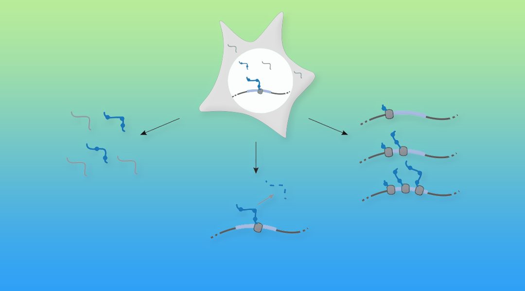 Insights into Transcriptome-Wide RNA population Dynamics