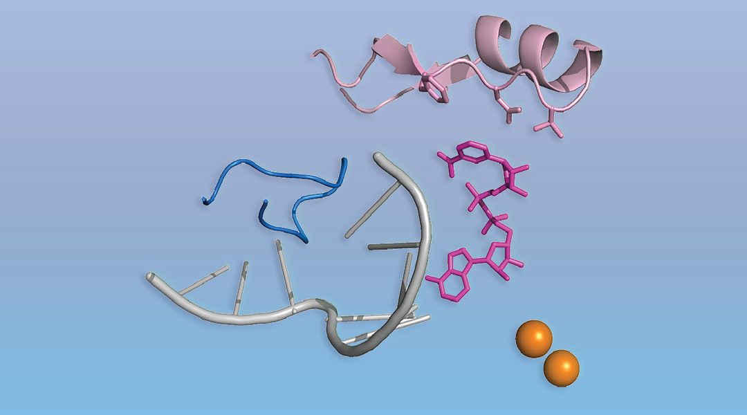 Noncanonical RNA‐capping: Discovery, Mechanism, and Physiological Role Debate