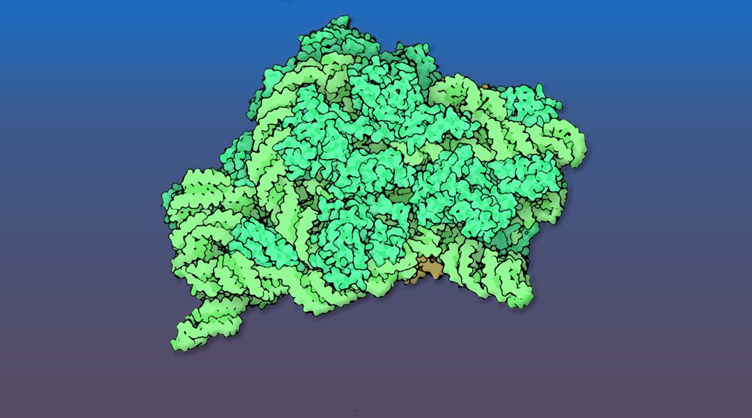 Maturation of pre-40S Particles in Yeast and Humans