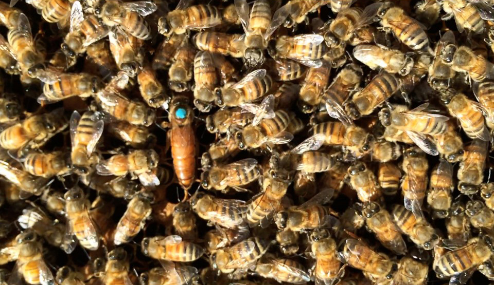 Bee Friendly: Network Biology Meets Sociobiology