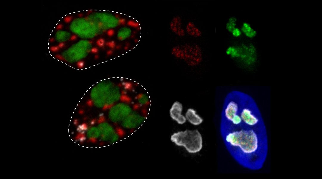 Membraneless Nuclear Organelles and the Search for Phases Within Phases