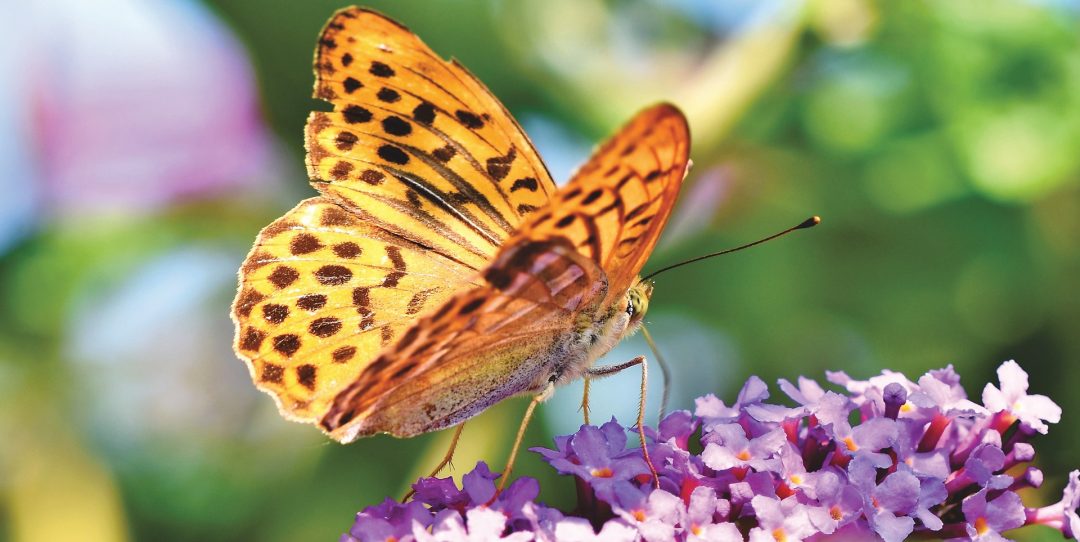Butterfly Structures Enhance Organic Photovoltaic Efficiency