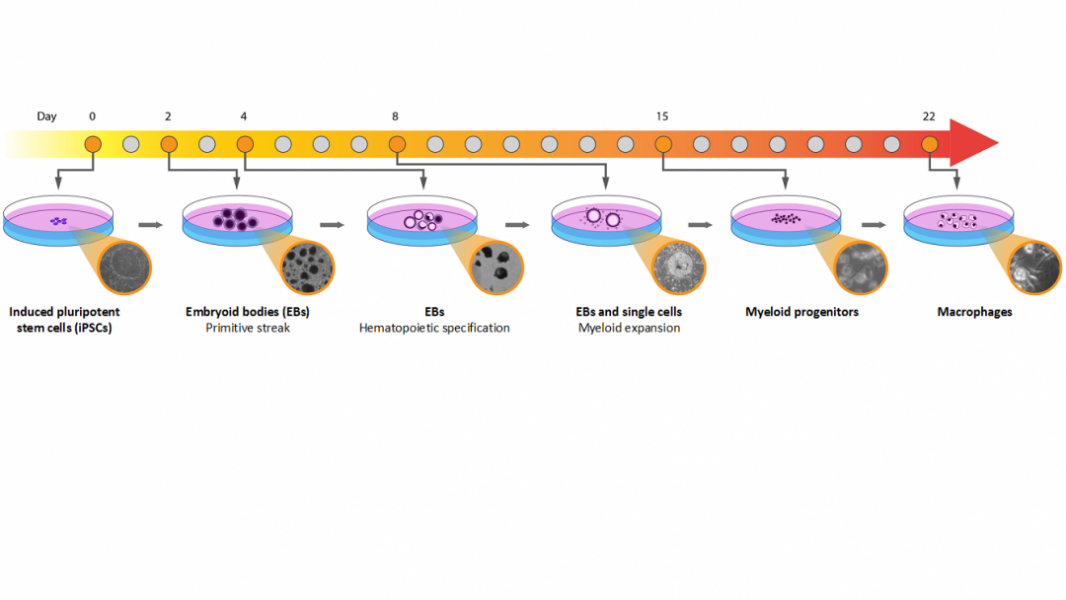 Scalable Method to Generate Human iPSC-Derived Macrophages