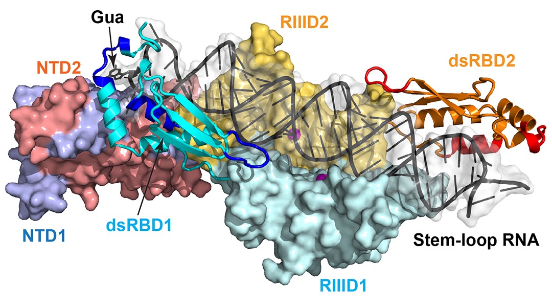 Rnt1p: An Alternative to RNAi for Targeted RNA Degradation