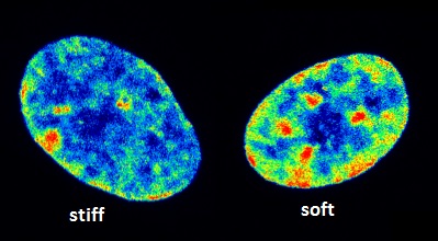 Mimicking Healthy and Diseased Cell Environments