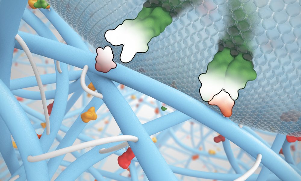 Supramolecular Hydrogels for Biomedical Applications