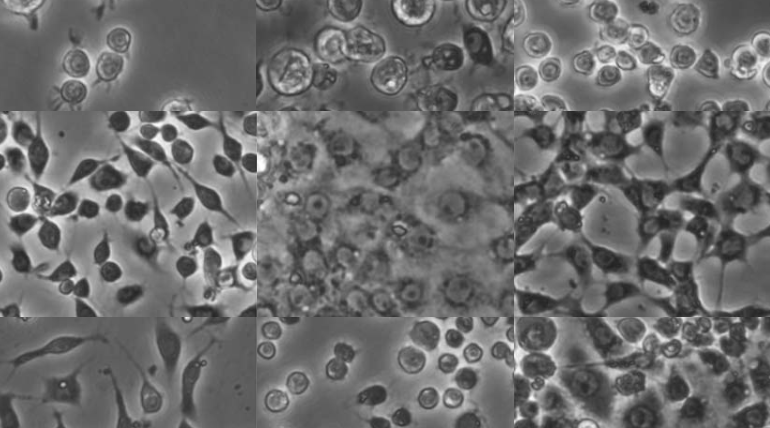 Generating and Working with Drosophila Cell Cultures