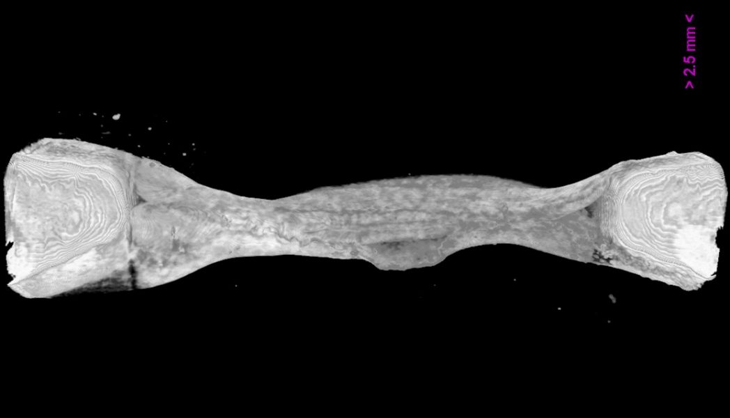 Organotypic Culture System for in vitro Bone Modeling