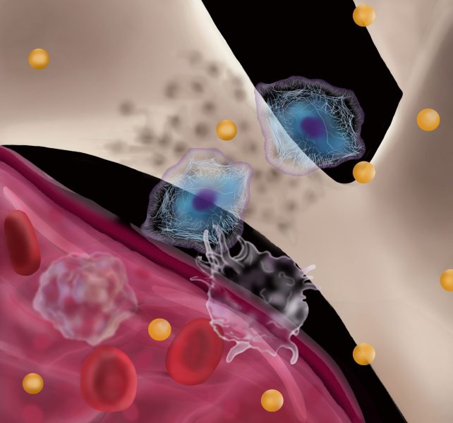 Stem Cell-Macrophage Interactions with Ferumoxytol and Ferumoxytol-derived Nanoparticles