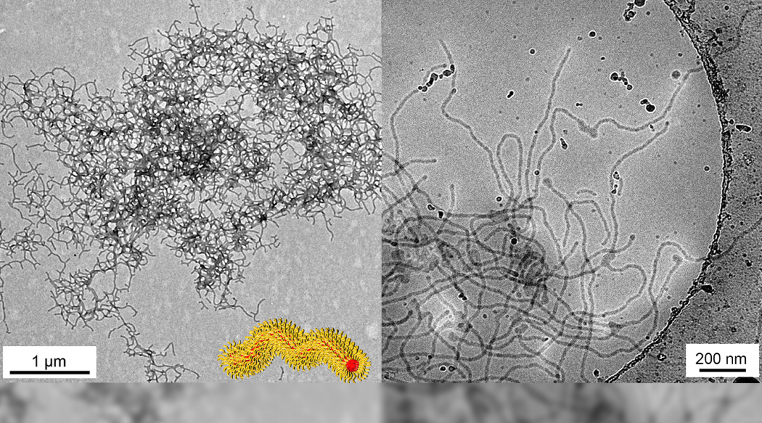 What Do Decorated (Nano)Worms Have to Do with Stem Cells?