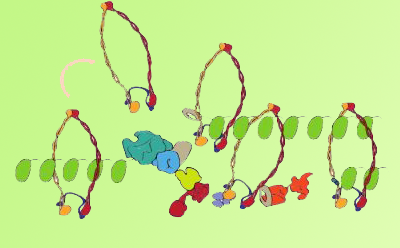 When Multi-Subunit Complexes Meet: Replisome-Cohesin Interactions at the Replication Fork